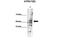 ATPase H+ Transporting V1 Subunit B2 antibody, GTX45066, GeneTex, Western Blot image 