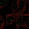 Fatty Acid Desaturase 3 antibody, PA5-60956, Invitrogen Antibodies, Immunofluorescence image 