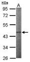 Inositol Polyphosphate Multikinase antibody, TA308405, Origene, Western Blot image 
