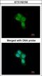 Prohibitin 2 antibody, GTX102100, GeneTex, Immunofluorescence image 