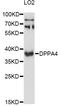 Developmental Pluripotency Associated 4 antibody, LS-C748759, Lifespan Biosciences, Western Blot image 
