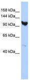 Armadillo Repeat Containing 3 antibody, TA330954, Origene, Western Blot image 