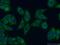 GHBP antibody, 20713-1-AP, Proteintech Group, Immunofluorescence image 