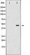 E2F-1 antibody, orb99372, Biorbyt, Western Blot image 