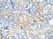 Frizzled Class Receptor 7 antibody, ab51049, Abcam, Immunohistochemistry paraffin image 