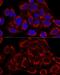 Mitochondrial Ribosomal Protein S16 antibody, GTX66585, GeneTex, Immunofluorescence image 