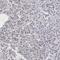 MORC Family CW-Type Zinc Finger 2 antibody, HPA000436, Atlas Antibodies, Immunohistochemistry paraffin image 