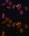 Ribosomal Protein L32 antibody, GTX66149, GeneTex, Immunofluorescence image 