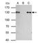 DNA replication licensing factor MCM2 antibody, NBP2-17238, Novus Biologicals, Immunoprecipitation image 