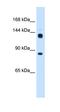 Protein Hunchback antibody, orb325371, Biorbyt, Western Blot image 