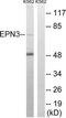 Epsin-3 antibody, TA315561, Origene, Western Blot image 