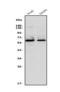 Occludin antibody, A01246-2, Boster Biological Technology, Western Blot image 