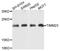 Translocase Of Inner Mitochondrial Membrane 23 antibody, A8688, ABclonal Technology, Western Blot image 