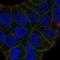 SLIT And NTRK Like Family Member 6 antibody, NBP2-58375, Novus Biologicals, Immunocytochemistry image 