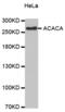 Acetyl-CoA Carboxylase Alpha antibody, abx000557, Abbexa, Western Blot image 