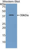 Apolipoprotein C-I antibody, LS-C292902, Lifespan Biosciences, Western Blot image 
