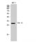 RAB18, Member RAS Oncogene Family antibody, LS-C385684, Lifespan Biosciences, Western Blot image 
