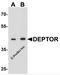 DEP Domain Containing MTOR Interacting Protein antibody, 7787, ProSci Inc, Western Blot image 