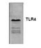 Toll Like Receptor 4 antibody, AP00074PU-N, Origene, Western Blot image 