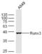 RUNX Family Transcription Factor 3 antibody, orb11342, Biorbyt, Western Blot image 