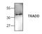 TNFRSF1A Associated Via Death Domain antibody, AP00240PU-N, Origene, Western Blot image 