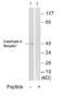 Endothelin Receptor Type A antibody, ab76259, Abcam, Western Blot image 