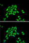 Dynactin Subunit 1 antibody, 18-125, ProSci, Immunofluorescence image 