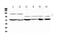 Nuclear Factor Of Activated T Cells 4 antibody, A02599-1, Boster Biological Technology, Western Blot image 