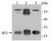 Serine And Arginine Rich Splicing Factor 1 antibody, NBP2-75663, Novus Biologicals, Western Blot image 