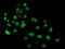 cAMP-specific 3 ,5 -cyclic phosphodiesterase 4B antibody, M02228, Boster Biological Technology, Immunofluorescence image 