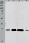 h12 antibody, TA321393, Origene, Western Blot image 