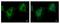 PITPNM Family Member 3 antibody, NBP1-31070, Novus Biologicals, Immunofluorescence image 