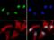 Histone H3 antibody, NBP2-44066, Novus Biologicals, Immunofluorescence image 