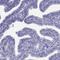 Cell growth-regulating nucleolar protein antibody, HPA035881, Atlas Antibodies, Immunohistochemistry frozen image 