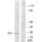 DNA-binding protein inhibitor ID-4 antibody, A03975, Boster Biological Technology, Western Blot image 