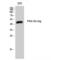 PKR2 antibody, LS-C385515, Lifespan Biosciences, Western Blot image 
