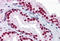 Scaffold Attachment Factor B antibody, MBS245873, MyBioSource, Immunohistochemistry frozen image 