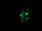 Galactosidase Beta 1 antibody, MA5-26161, Invitrogen Antibodies, Immunocytochemistry image 