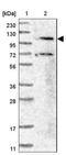 DNA helicase HEL308 antibody, NBP1-91842, Novus Biologicals, Western Blot image 