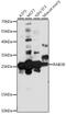 Ras-related protein Rab-38 antibody, 16-634, ProSci, Western Blot image 