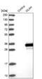 Oleoyl-ACP Hydrolase antibody, NBP1-83780, Novus Biologicals, Western Blot image 