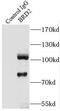 Bromodomain Containing 2 antibody, FNab00946, FineTest, Immunoprecipitation image 