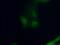 Programmed Cell Death 5 antibody, 12456-1-AP, Proteintech Group, Immunofluorescence image 