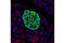 Proprotein Convertase Subtilisin/Kexin Type 2 antibody, 14013S, Cell Signaling Technology, Flow Cytometry image 