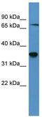 SH3 Domain Binding Protein 5 antibody, TA342928, Origene, Western Blot image 