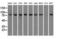Signal Transducer And Activator Of Transcription 1 antibody, LS-C114639, Lifespan Biosciences, Western Blot image 