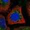 Mitofusin 1 antibody, HPA059230, Atlas Antibodies, Immunofluorescence image 