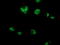 Cytochrome C Oxidase Subunit 6B2 antibody, M15736, Boster Biological Technology, Immunofluorescence image 