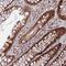 Cytoskeleton-associated protein 2-like antibody, NBP1-83450, Novus Biologicals, Immunohistochemistry frozen image 