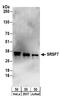 Serine/arginine-rich splicing factor 7 antibody, A303-773A, Bethyl Labs, Western Blot image 